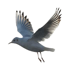 mouette2.gif