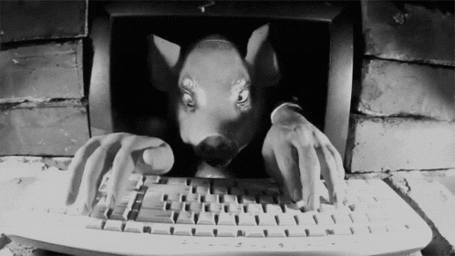 photographie,selfie,cochon,clavier d'ordinateur