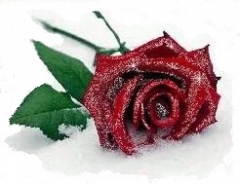 winter rose